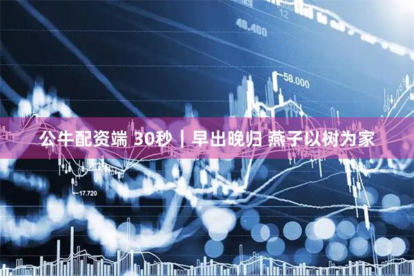 公牛配资端 30秒｜早出晚归 燕子以树为家
